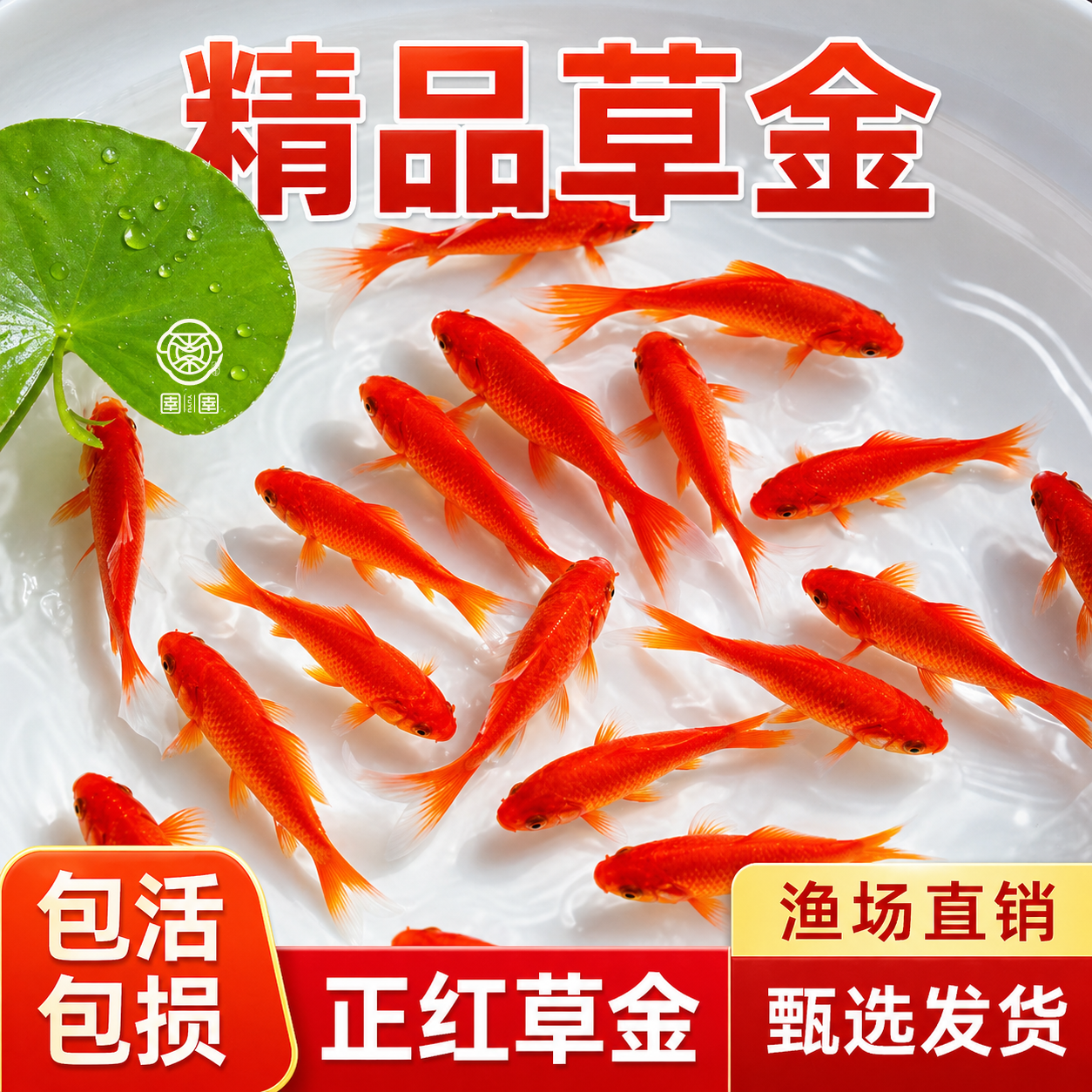 草金鱼活鱼观赏鱼苗小型淡水冷水好养易耐活锦鲤鱼苗小金鱼红草金