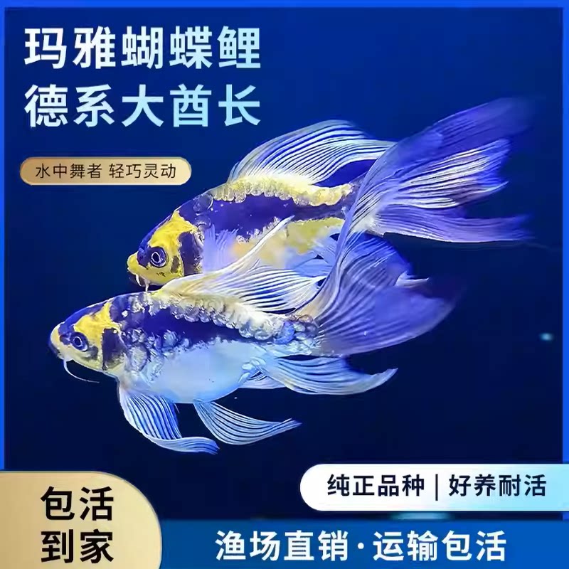 蝴蝶鲤观赏鱼德系玛雅大酋长锦鲤长尾短身小型淡水耐活好养冷水鱼