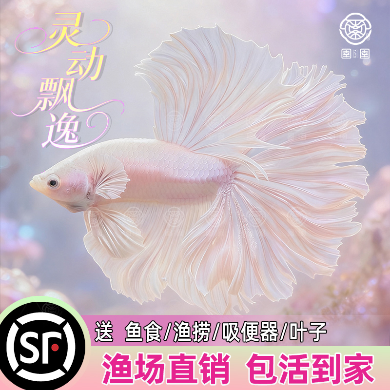泰国斗鱼仙女款纯白半月超美