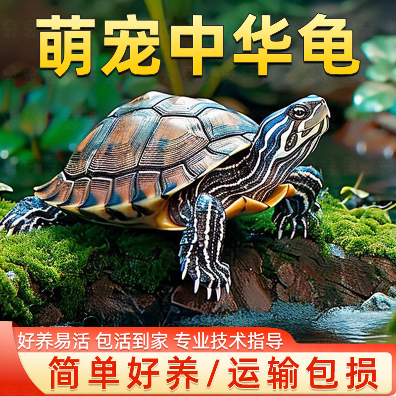 中华草龟活物包活外塘精品草龟长寿龟观赏龟墨龟金线龟宠物小乌龟