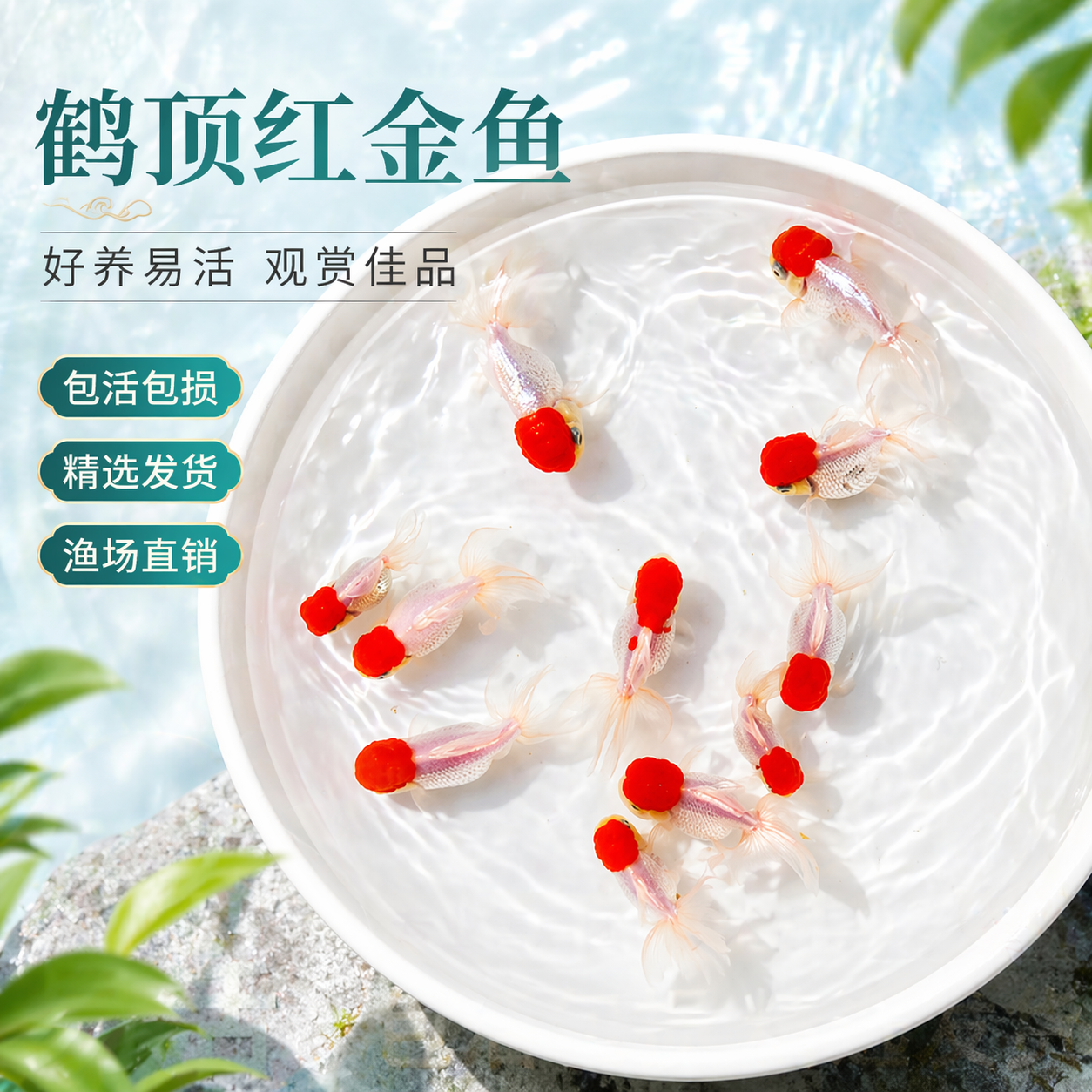 鹤顶红金鱼红头活体鱼观赏鱼红狮子头丹顶冷水鱼淡水好养耐活金鱼