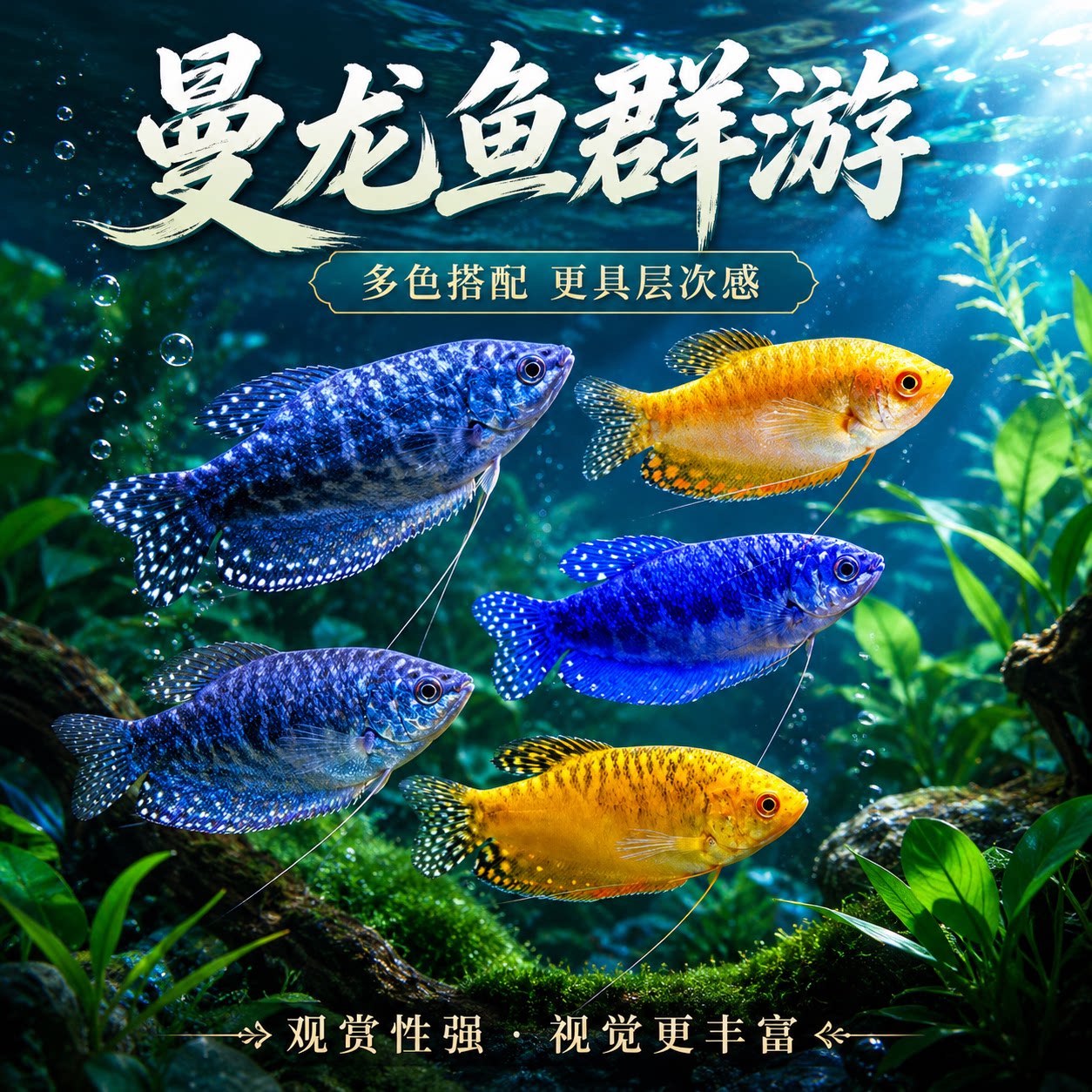 热带曼龙鱼淡水养殖观赏鱼新手精品活体好养耐活黄曼龙水族宠物鱼