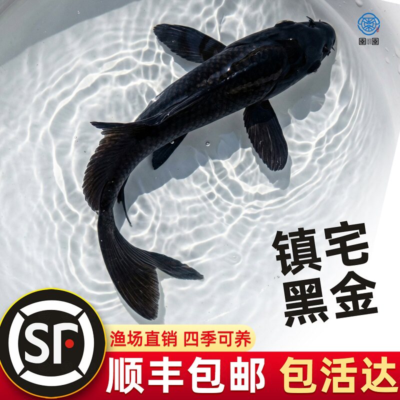 乌金黑色龙凤锦鲤锦鲫苗黑草金小金鱼好养耐活冷水观赏鱼新手淡水