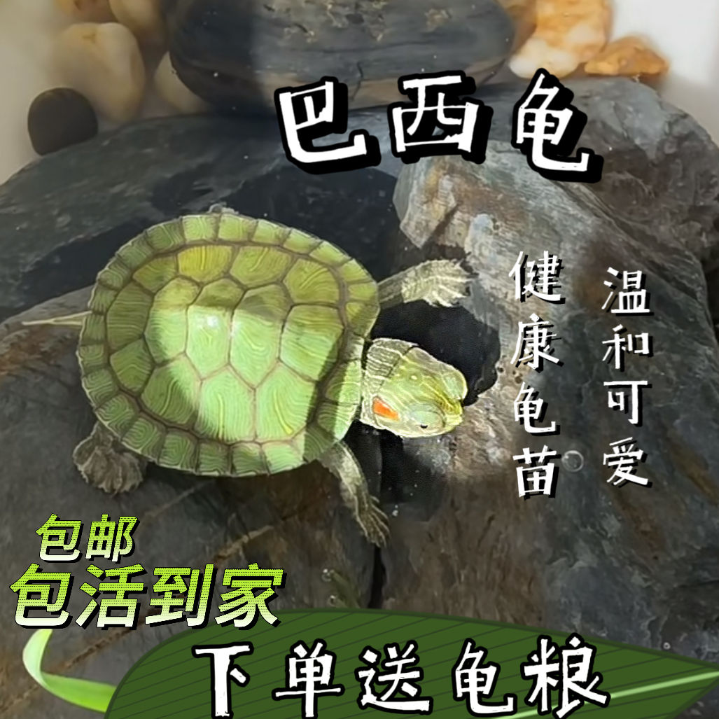 巴西龟大小乌龟龟苗观赏乌龟活物