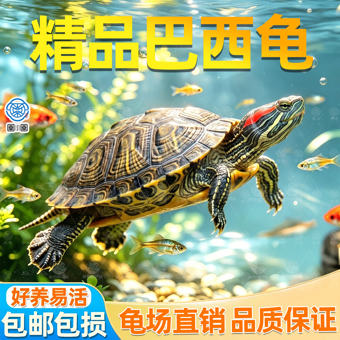 【家养乌龟】耐活好养特大迷你瑞气情侣龟宠物龟活物巴西龟观赏龟