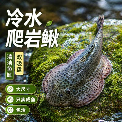 贵州爬岩鳅除藻清洁工原生鱼