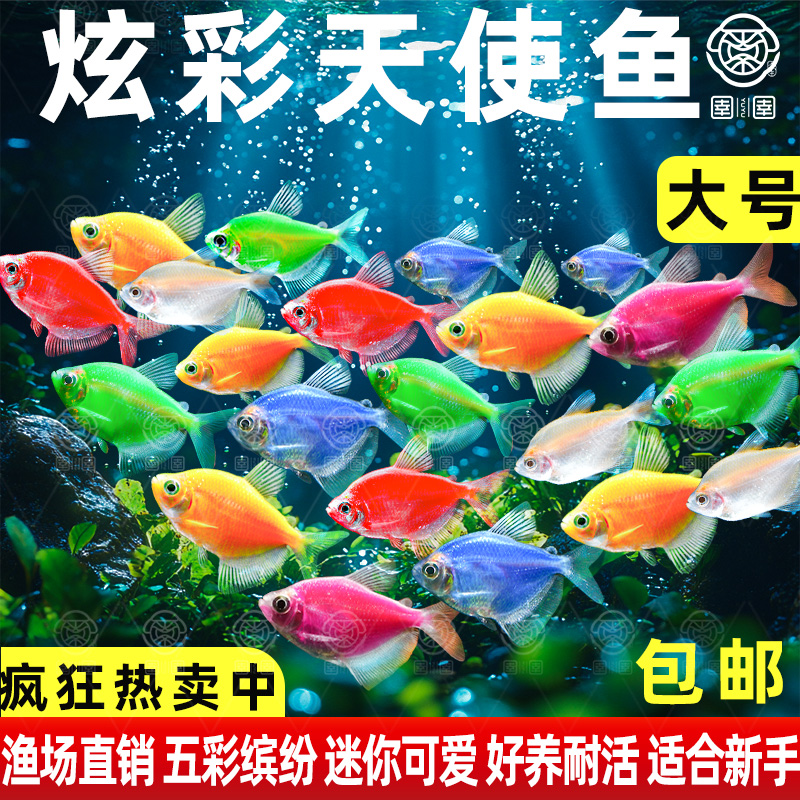 大号天使鱼观赏鱼活鱼群游活体