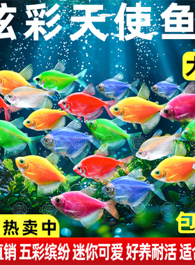 特大号彩色天使鱼观赏鱼活鱼混色批发群游热带鱼小型淡水好养耐活