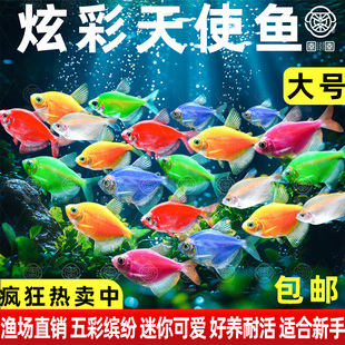 特大号彩色天使鱼观赏鱼活鱼混色批发群游热带鱼小型淡水好养耐活