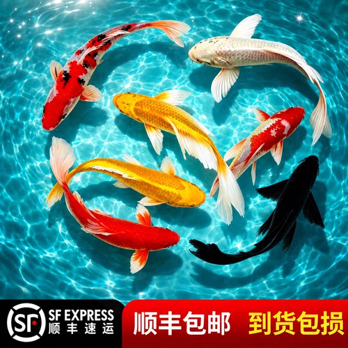 顺丰观赏鱼锦鲤鱼金鱼活鱼冷水鱼草金鱼淡水小型好养耐活红白三色