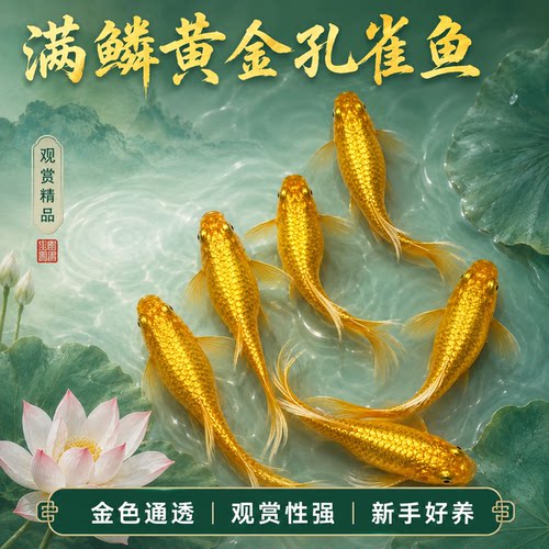 黄金孔雀鱼热带观赏鱼临产孕母满鳞黄金精品纯种大尾巴凤尾鱼活鱼