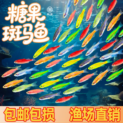 斑马鱼活体小型鱼苗观赏鱼耐活荧光冷水鱼好养淡水鱼热带鱼斑马鱼