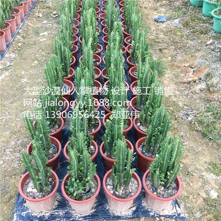 高70仙人柱绿龙骨花植物盆栽龙骨柱霸王鞭室内绿植盆栽设计