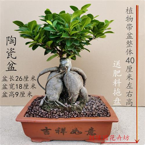 新品榕树树桩盆景 植物室内桌面盆栽人参榕 O小叶榕四季常青地瓜