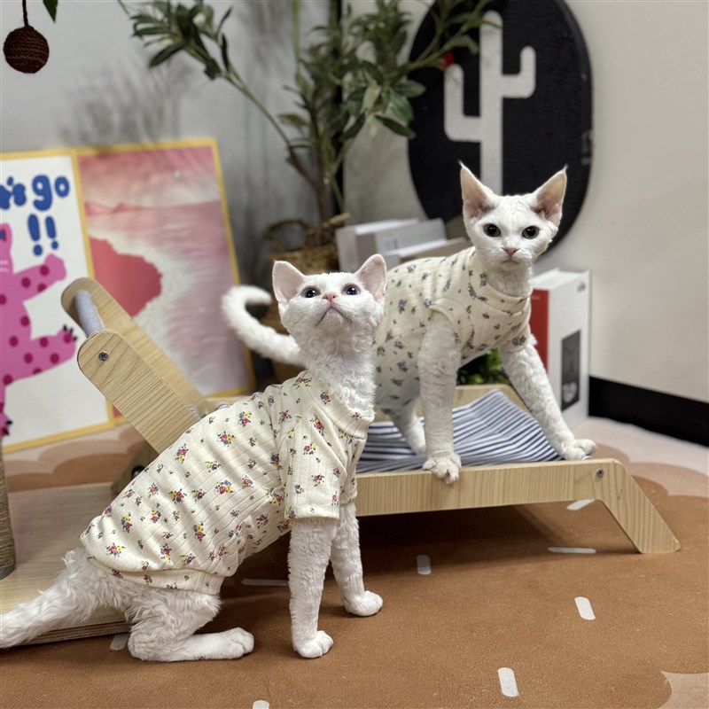 极速德文无毛猫衣服春夏四脚护肚矮脚短袖可爱打S底柔软弹力透气图片