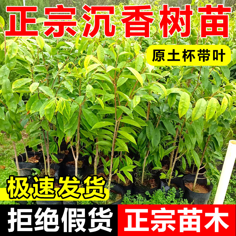 奇楠沉香树苗海南白木香嫁接图片