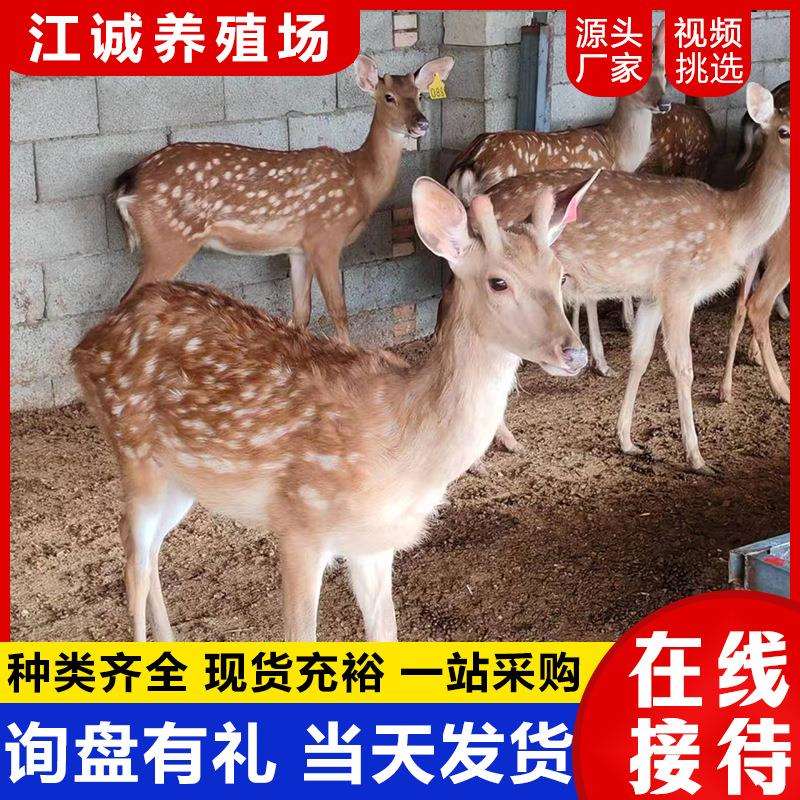 萌宠乐园互动成年亲人梅花鹿活波可爱互动人工喂养小梅花鹿幼崽