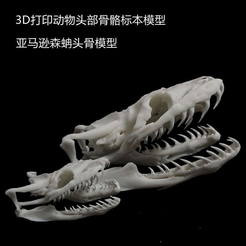 新款3D打印动物骨骼标本高精度模型光敏树脂摆件装饰礼物收藏定制