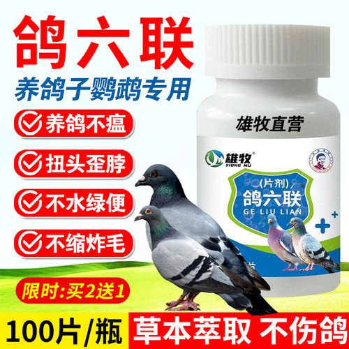 鸽六联片鸽子扭头歪脖怪叫不吃食