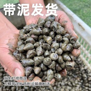 湖北带泥螺蛳钓鱼薄壳脆螺鲜活挂钩鱼饵螺田螺新鲜小号打窝石螺
