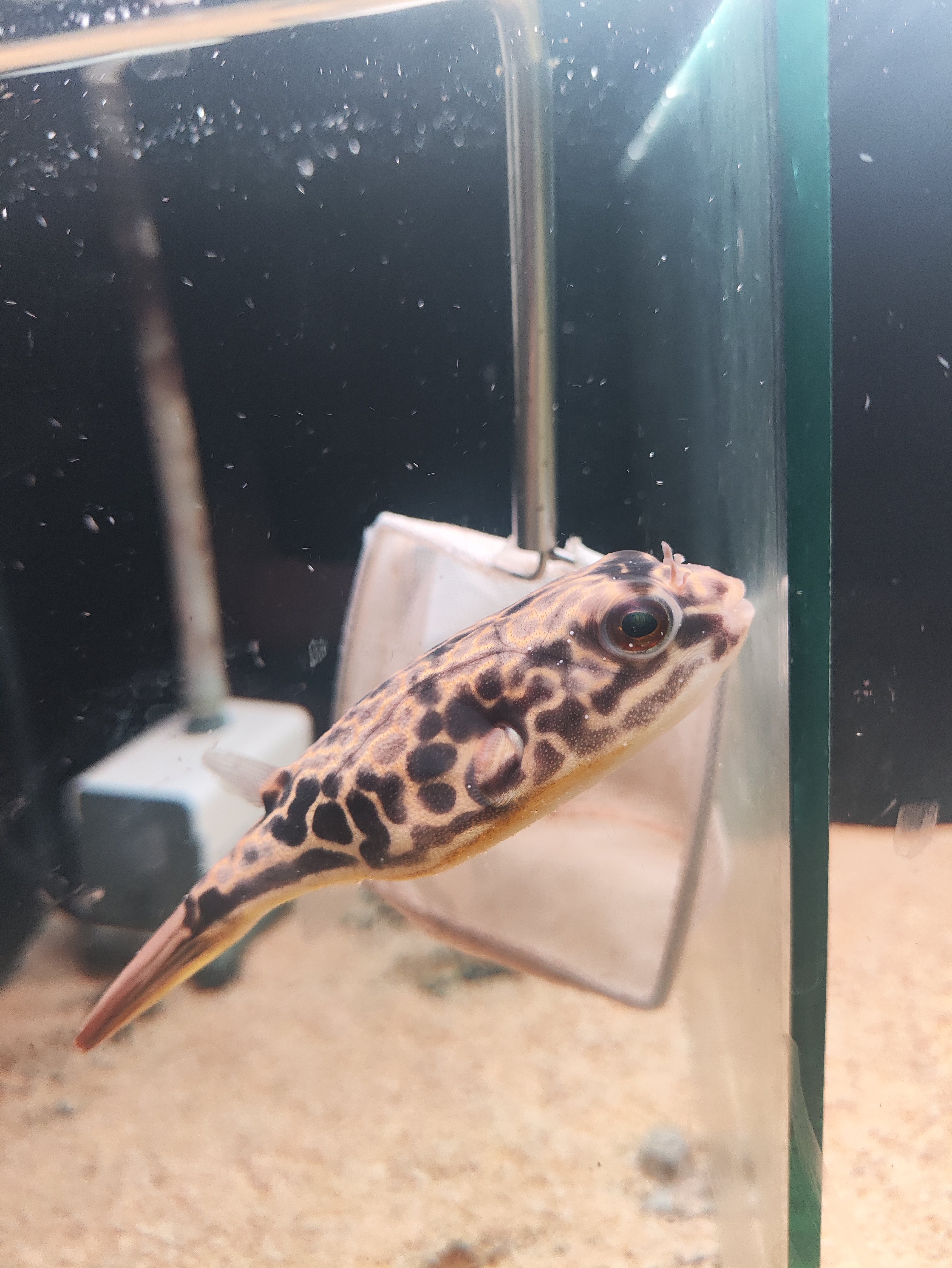 皇冠狗头河豚鱼活体潜水艇宠物小型热带观赏鱼会生气的鱼特价