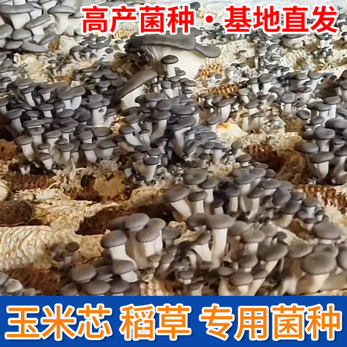 玉米芯稻草种蘑菇菌种栽培种原种石灰平菇食用菌培养基棉籽壳接种