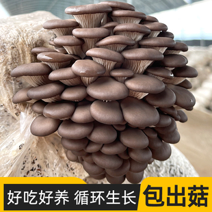 蘑菇种植包平菇菌包可食用菌种植栽培学校阳台种子包邮香菇菌棒