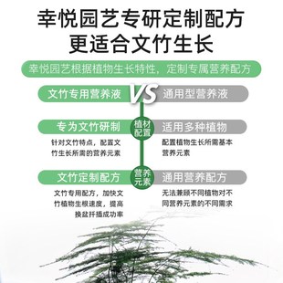 极速文竹营养液治黄叶干尖家用云竹肥料花肥N文竹专用肥文松水培