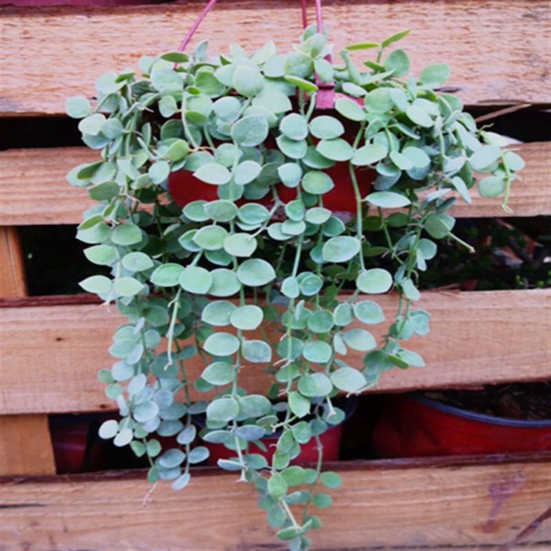 极速钱多多吊兰串钱藤室内阳台悬挂垂藤吊兰O绿植串金钱优质藤蔓