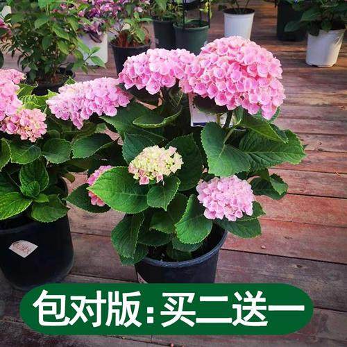 极速绣球花苗盆栽花卉植物室内好养的H花四季开花不断无尽夏大花