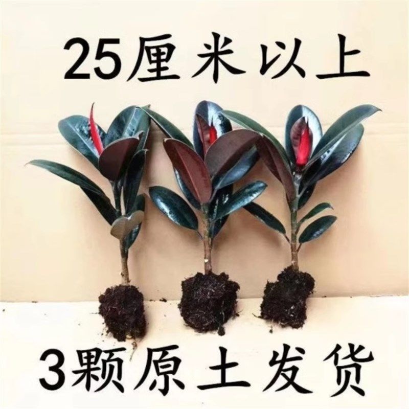 极速黑金刚橡皮树盆栽家庭室内客厅四季长青花Q卉净化空气绿色观