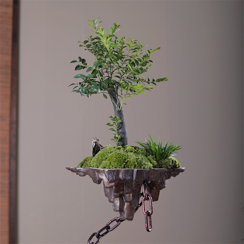 极速新品天空之城小叶l紫檀黑骨茶苔藓禅意绿Q植盆景栽办公室内书