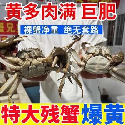 鲜活特大可选公蟹特产