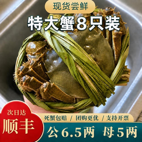 【活蟹】大闸蟹公蟹6.5两母蟹5.0两鲜活特大8只可选全母礼盒阳澄