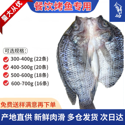 开背湛江新鲜冷冻罗非鱼鲷鱼
