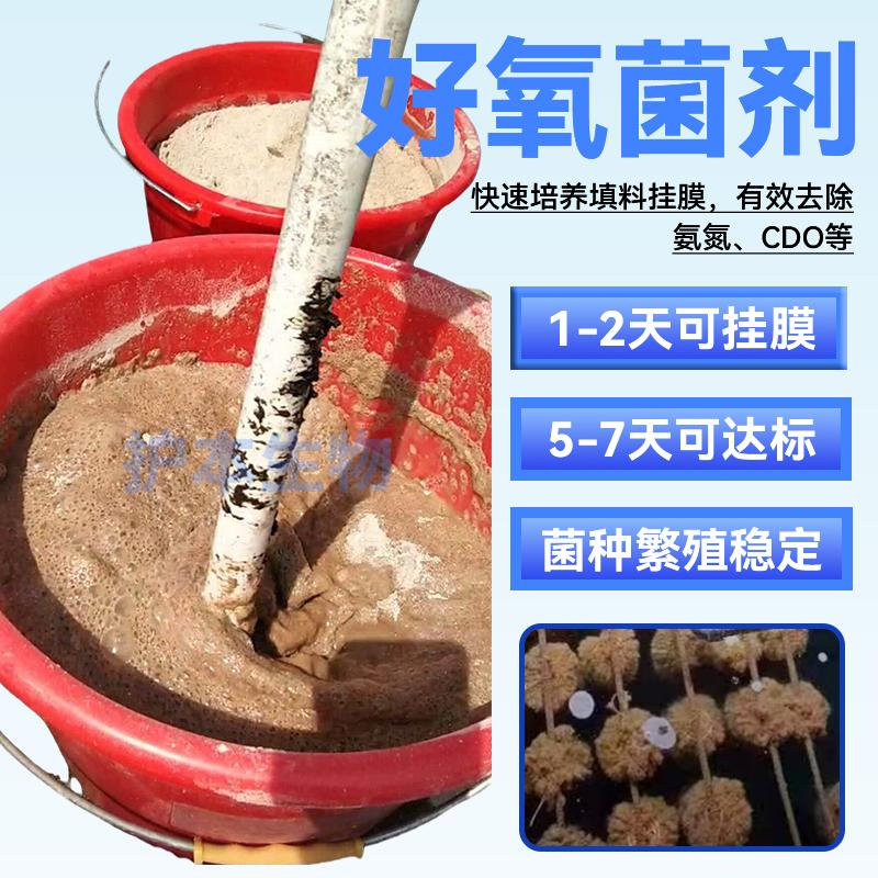 好氧菌种污水处理菌种护本生物
