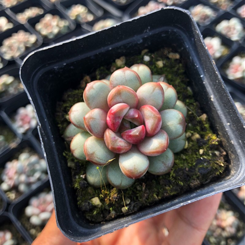葡萄风车草属精品进口稀有多肉植物控养新手组合一物一拍清棚萌