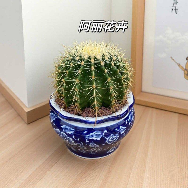 超大实生金虎仙人球多肉植物办公室内电脑盆栽含盆带土栽好