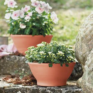 帝罗马丽萨矮碗型陶土花盆