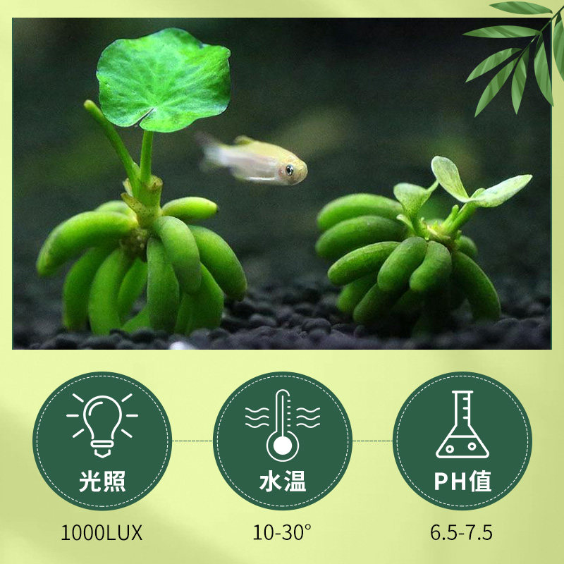 极速香蕉草鱼缸j迷你前景水草植物造景懒人活体淡水无需底沙种植,宠物/宠物食品及用品,水草,淘宝优惠券,粉丝福利购,淘宝优惠卷