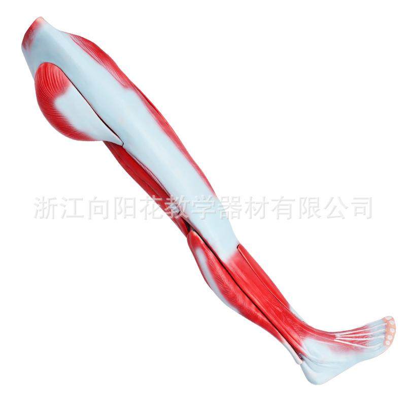 厂家销售新款X-001人体下肢肌肉解剖模型腿部肌肉解剖模型,工业油品/胶粘/化学/实验室用品,其他实验室设备,淘宝优惠券,粉丝福利购,淘宝优惠卷