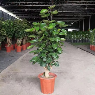 常青盆栽绿植花卉 福禄桐金钱兜盆栽大树老桩盆景客厅室内四季