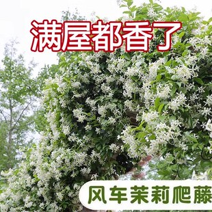 风车茉莉爬藤花卉植物络石藤苗庭院盆栽四季常青银丝茉莉藤蔓耐寒