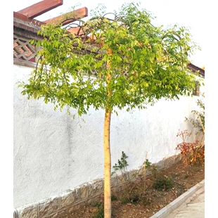 包邮龙爪槐树大小苗 嫁接苗国槐大树黄金槐树 绿化树苗垂槐雨伞树