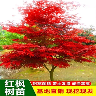 红枫树苗四季中国红庭院美国日本红舞姬盆景园林绿化植物苗木抗寒