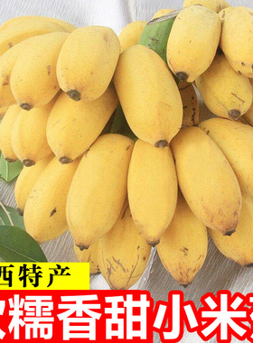 正宗广西小米蕉香蕉10斤新鲜水果整箱当季鲜苹果蕉自然熟粉蕉包邮