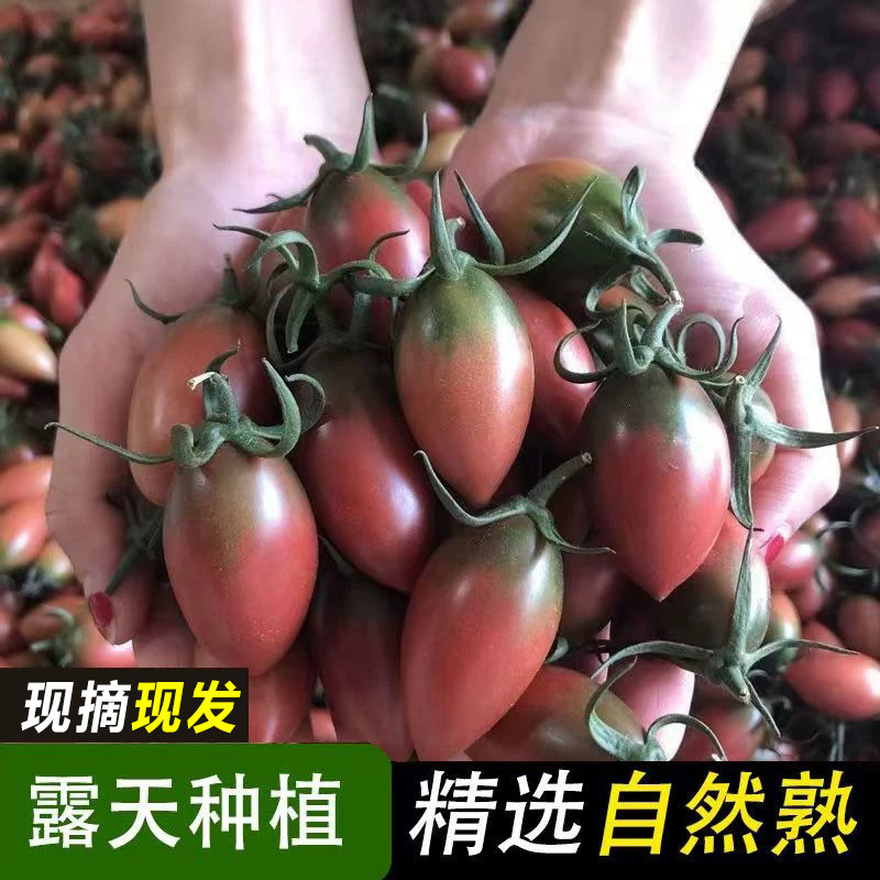 福建紫弹头迷彩小番茄紫葡萄圣女果新鲜蔬菜水果西红柿应季现摘,水产肉类/新鲜蔬果/熟食,番茄,淘宝优惠券,粉丝福利购,淘宝优惠卷
