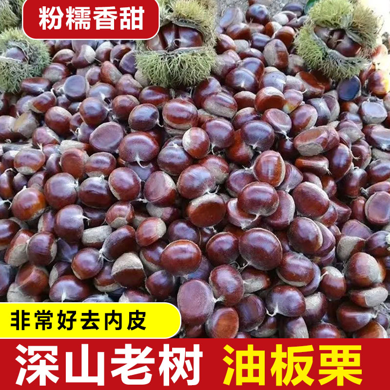 新鲜板栗云南生栗子5斤大果生毛粟子当季现摘软糯香甜包邮到家