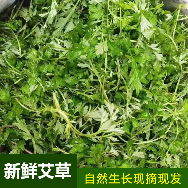 新鲜艾草现摘食用艾叶批发野菜青团糍粑粑清明果嫩艾叶艾蒿艾米果