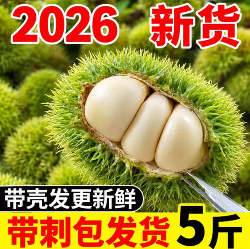 新货当季板栗刺球5斤！特价